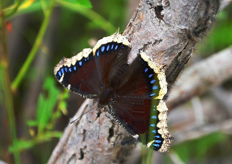 Mourning Cloak2